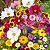Mix 200 Sementes de Flores de Corte Sortidas - Cores Vibrantes e Alta Floração - Imagem 2