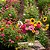 Mix 200 Sementes de Flores de Corte Sortidas - Cores Vibrantes e Alta Floração - Imagem 1