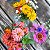 Mix 200 Sementes de Flores de Corte Sortidas - Cores Vibrantes e Alta Floração - Imagem 5
