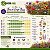 Mix Flores do Campo - 10 variedades - 1.000 sementes - Imagem 6
