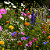 Mix Flores do Campo - 10 variedades - 1.000 sementes - Imagem 3