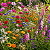 Mix Flores do Campo - 10 variedades - 1.000 sementes - Imagem 2