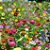 Mix 1000 Sementes de Flores do Campo - 10 Variedades Diferentes - Cobre até 20m² - Sementes Misturadas - Imagem 2
