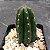 Trichocereus peruvianus - Cactos Tocha Peruana - 10 Sementes - Imagem 3