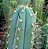 Trichocereus peruvianus - Cactos Tocha Peruana - 10 Sementes - Imagem 1