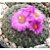 Ariocarpus kotschoubeyanus v. sladkovskyi - 05 sementes - Imagem 1