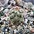 Mammillaria schumannii Bartschella - 10 sementes - Imagem 2