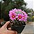 Mammillaria schumannii Bartschella - 10 sementes - Imagem 1