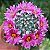 Mammillaria schumannii Bartschella - 10 sementes - Imagem 3
