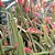 Bolivicereus samaipatanus - 10 sementes - Imagem 2