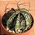 Astrophytum capricorne var. minor - 10 Sementes - Imagem 1