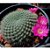 Rebutia violaciflora - 10 sementes - Imagem 1
