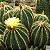 Parodia magnificus - 10 sementes - Eriocactus, Cacto Balão - Imagem 1