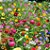 Kit Flores do Campo - 10 Espécies Diferentes em Pacotes Separados - 1.000 Sementes - Imagem 3