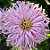 Sementes de Zinia Cactus Sortida (Zinnia elegans) - Imagem 3