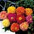 Sementes de Zinia Cactus Sortida (Zinnia elegans) - Imagem 6