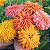 Sementes de Zinia Cactus Sortida (Zinnia elegans) - Imagem 5