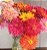 Sementes de Zinia Cactus Sortida (Zinnia elegans) - Imagem 2