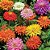 Sementes de Zinia Cactus Sortida (Zinnia elegans) - Imagem 4