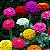 Sementes de Zínia Liliput (Zinnia elegans) - Imagem 1