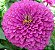 Sementes de Zínia Liliput (Zinnia elegans) - Imagem 3