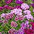 Cravina Barbatus Sortida (Dianthus barbatus) - 50 SEMENTES - Imagem 1