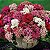 Cravina Barbatus Sortida (Dianthus barbatus) - 50 SEMENTES - Imagem 2