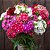 Cravina Barbatus Sortida (Dianthus barbatus) - 50 SEMENTES - Imagem 4