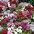 Cravina Barbatus Sortida (Dianthus barbatus) - 50 SEMENTES - Imagem 3