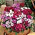 Cravina da China Singela Sortida (Dianthus chinensis) - 50 SEMENTES - Imagem 2
