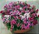 Cravina da China Singela Sortida (Dianthus chinensis) - 50 SEMENTES - Imagem 3