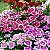 Cravina da China Singela Sortida (Dianthus chinensis) - 50 SEMENTES - Imagem 1