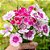 Cravina Dobrada Sortida (Dianthus chinensis) – 50 SEMENTES - Imagem 2