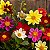 Dália Coltness Sortida (Dahlia pinnata) - 20 SEMENTES - Imagem 1