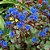 Facélia Azul, Desert Bluebells (Phacelia campanularia) - 50 SEMENTES - Imagem 5