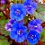Facélia Azul, Desert Bluebells (Phacelia campanularia) - 50 SEMENTES - Imagem 1