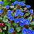Facélia Azul, Desert Bluebells (Phacelia campanularia) - 50 SEMENTES - Imagem 3
