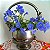 Facélia Azul, Desert Bluebells (Phacelia campanularia) - 50 SEMENTES - Imagem 4