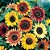 Girassol Ornamental Mix (Helianthus annuus) - 20 SEMENTES - Imagem 2