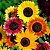 Girassol Ornamental Mix (Helianthus annuus) - 20 SEMENTES - Imagem 1