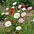Papoula da Islândia (Papaver nudicaule) - 200 SEMENTES - Imagem 7
