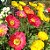 Papoula da Islândia (Papaver nudicaule) - 200 SEMENTES - Imagem 6