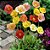 Papoula da Islândia (Papaver nudicaule) - 200 SEMENTES - Imagem 1