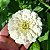 Zinia Dália Dobrada Branca (Zinnia elegans) - 30 SEMENTES - Imagem 4
