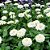 Zinia Dália Dobrada Branca (Zinnia elegans) - 30 SEMENTES - Imagem 2