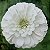 Zinia Dália Dobrada Branca (Zinnia elegans) - 30 SEMENTES - Imagem 1