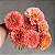 Zinia Dália Dobrada Salmão (Zinnia elegans) - 30 SEMENTES - Imagem 3