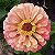 Zinia Dália Dobrada Salmão (Zinnia elegans) - 30 SEMENTES - Imagem 1