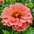 Zinia Dália Dobrada Salmão (Zinnia elegans) - 30 SEMENTES - Imagem 2