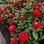 Zinia Dália Dobrada Vermelha (Zinnia elegans) - 30 SEMENTES - Imagem 2